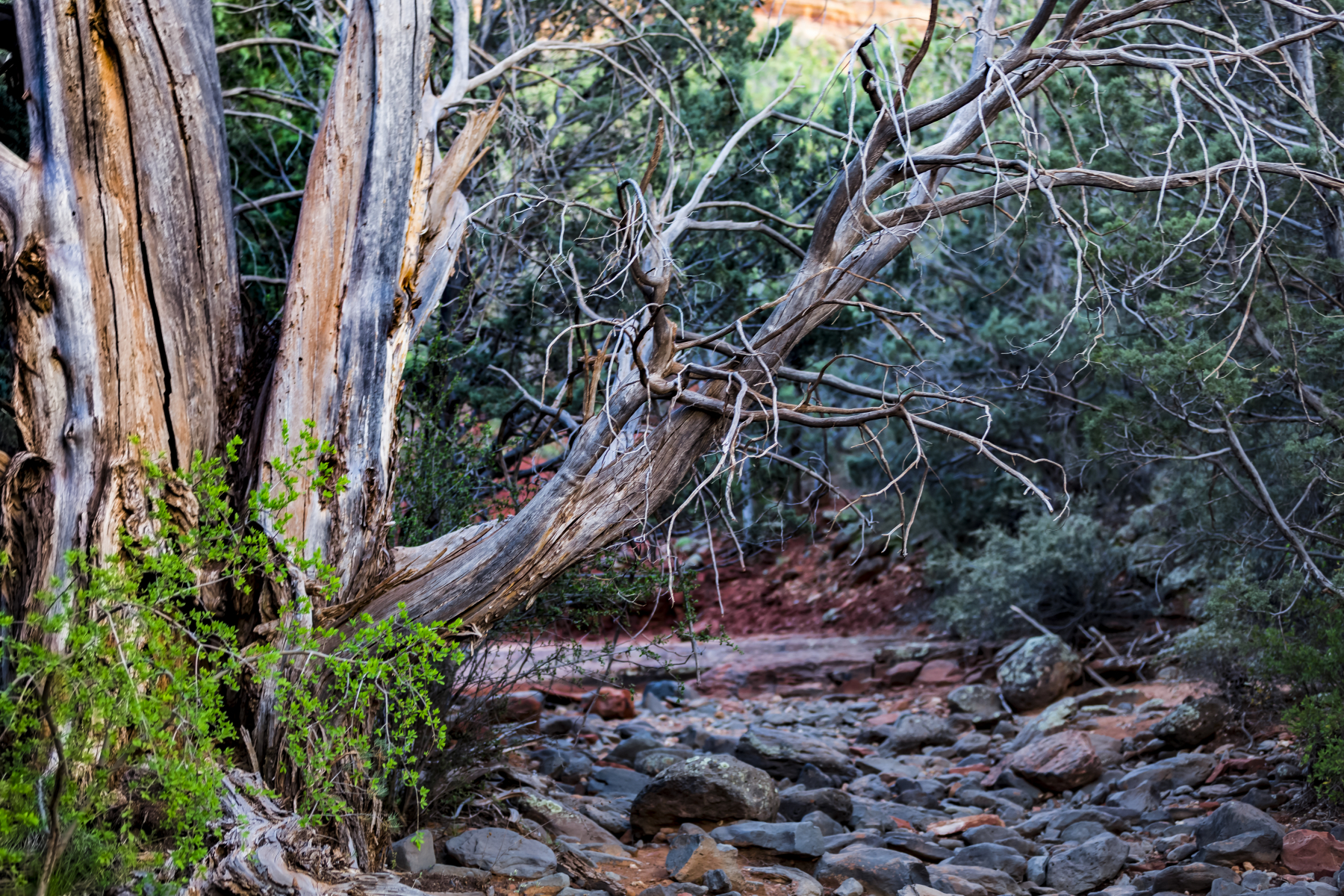 Sedona landscape